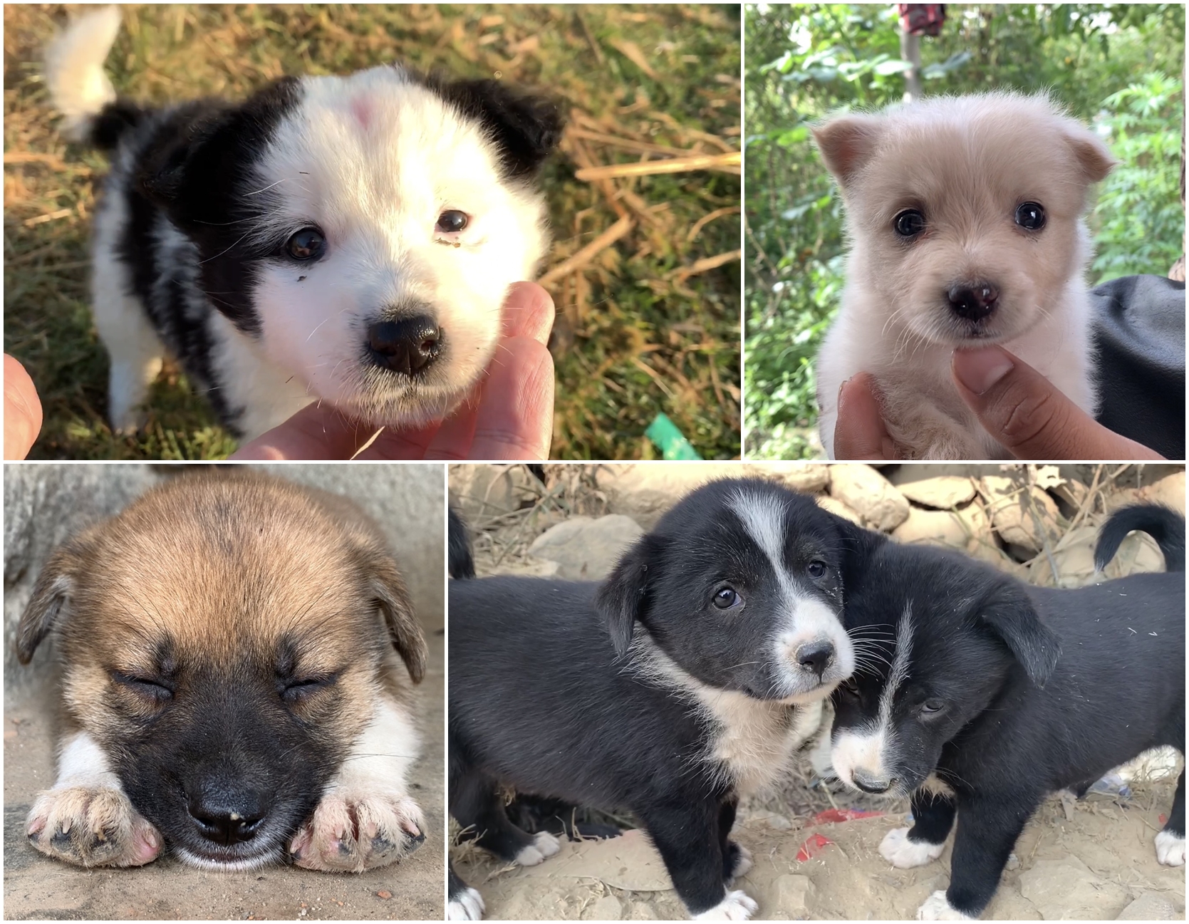 ネパールでの最後の日までワンコを助けたい 22年野良犬ふれあいカレンダー 野良犬ふれあい